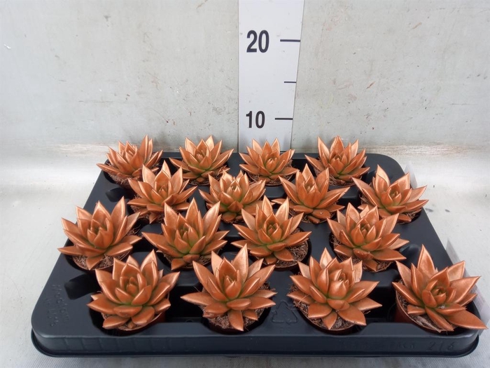 <h4>Echeveria  'Miranda'</h4>