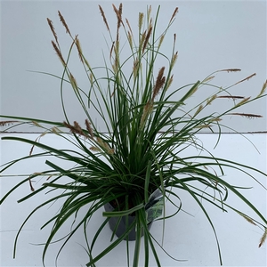 Graminées Carex 'Everlime'