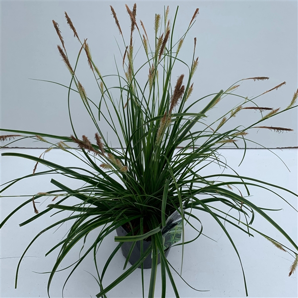 <h4>Carex 'Everlime'</h4>