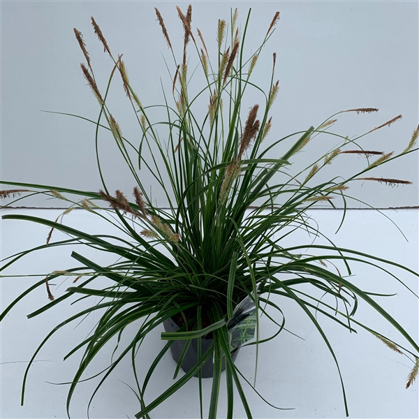 <h4>Graminées Carex 'Everlime'</h4>