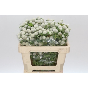 Gomphrena Globosa White