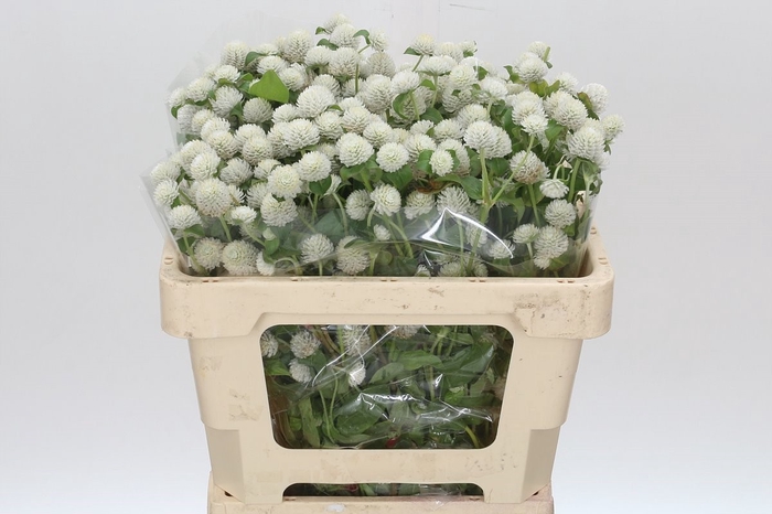 <h4>Gomphrena Globosa White</h4>