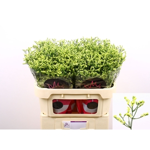 Limonium China Summer Marginpar