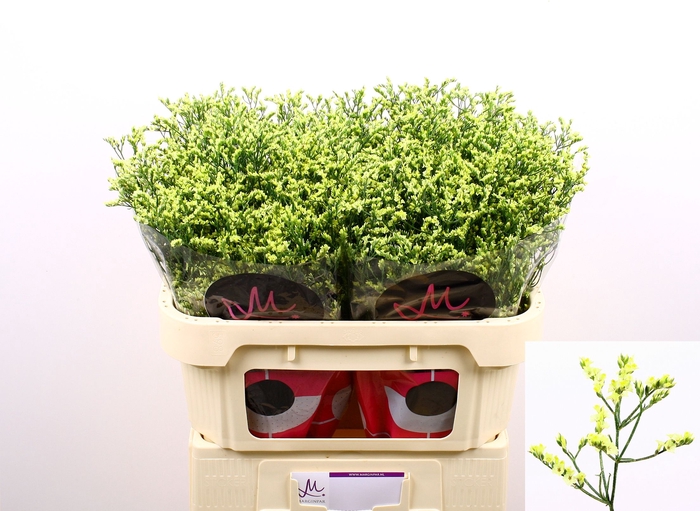 <h4>Limonium China Summer Marginpar</h4>