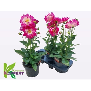 DAHL L MAG ROSE BICO