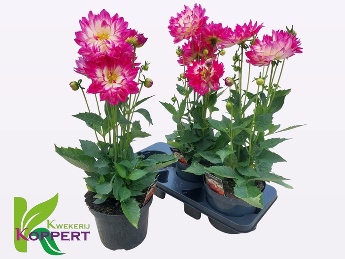 <h4>DAHL L MAG ROSE BICO</h4>
