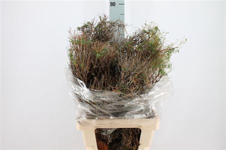 <h4>Euphorbia Spinoza Lang 400 Gram</h4>