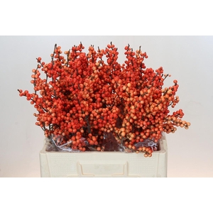 Ilex Oudijk's Orange