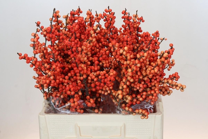 <h4>Ilex Oudijk's Orange</h4>