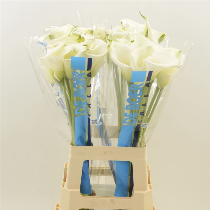 <h4>Calla Ventura | Dubbelbloemig</h4>