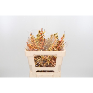 Ilex Ve Ilexia Julia