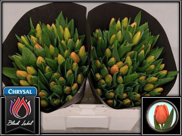 <h4>TU EN TIME OUT</h4>