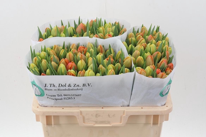 <h4>Tu Du Icoon</h4>