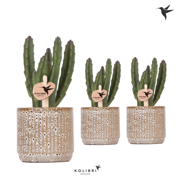 <h4>Kolibri Greens Stapelia Leendertziae in Jaguar pot</h4>