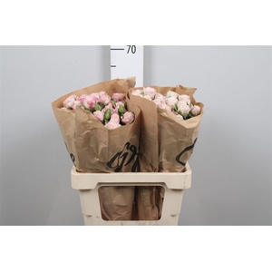 R Tr Angel Bombastic