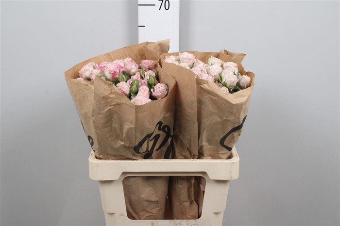 <h4>R Tr Angel Bombastic</h4>