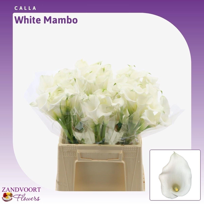 <h4>Calla White Mambo</h4>