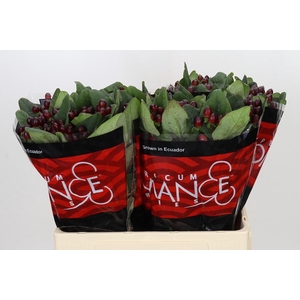 Hypericum Rocky Romance