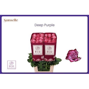 R Gr Deep Purple Ec