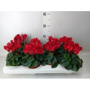 Cyclamen KL 'Compact'