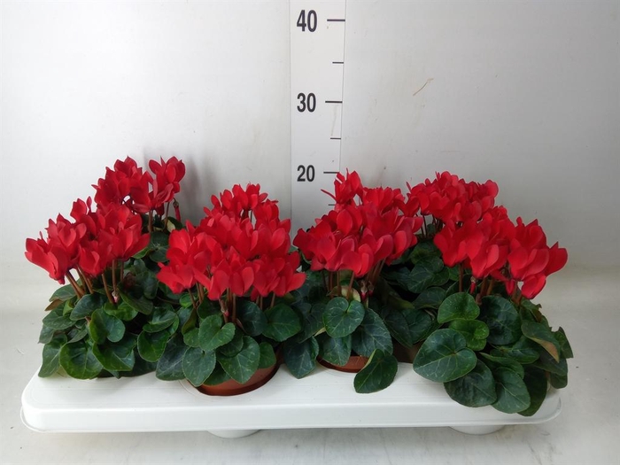 <h4>Cyclamen KL 'Compact'</h4>