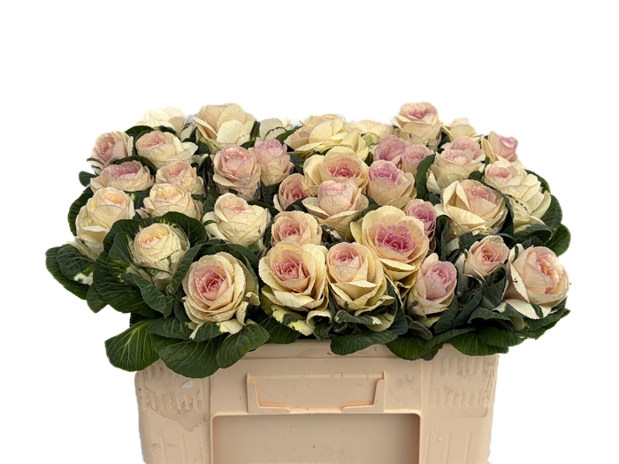 <h4>BRASS WHITE CRANE</h4>