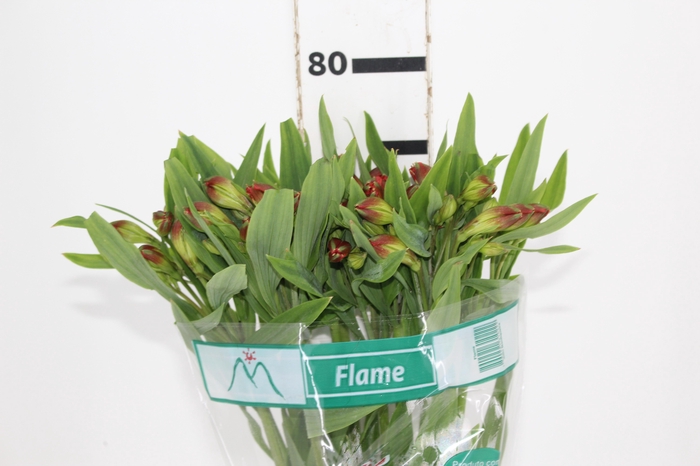 <h4>ALSTROEMERIA FLAME 080 CM</h4>