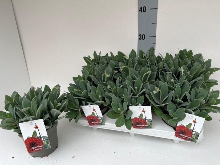 <h4>SENEC OV</h4>