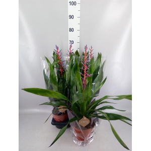 Aechmea  'Blue Rain'