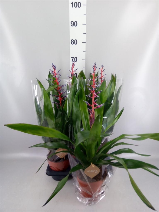 <h4>Aechmea 'Blue Rain'</h4>