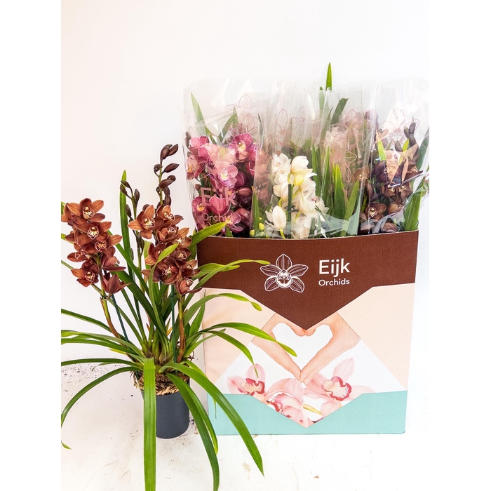 <h4>Cymbidium mix (Cites) 14Ø 80cm 4st</h4>