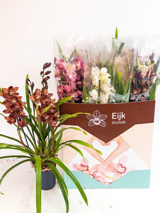 Cymbidium mix (Cites) 14Ø 80cm 4st