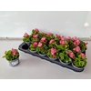 Begonia Semperflorens Grp overig