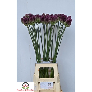 ALLIUM SPHAEROCEPHAL