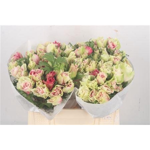 Anemone Mistral Tigre