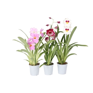 Miltonia mix 1T04+