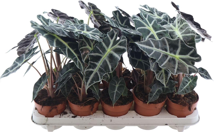 <h4>Alocasia Polly</h4>