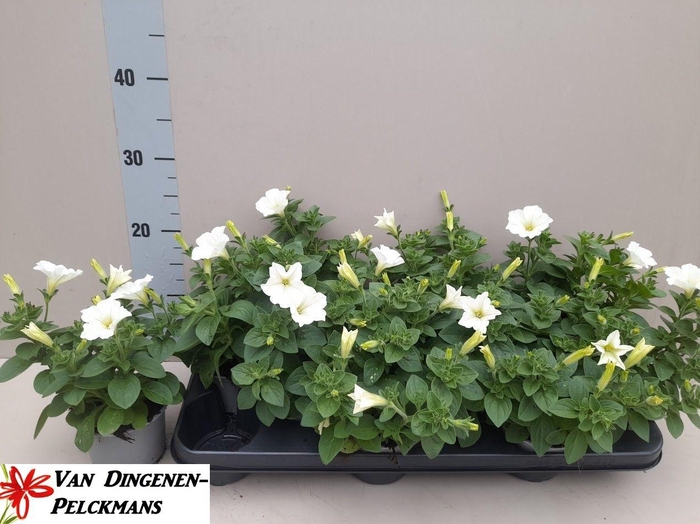 <h4>PET WHITE SURFIN</h4>