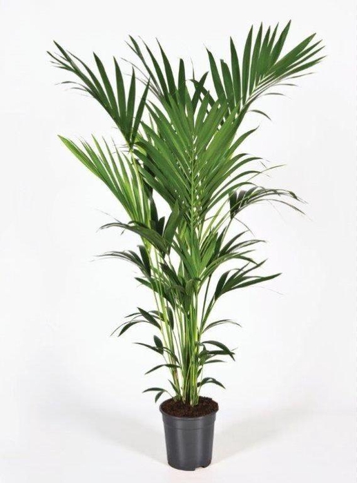 <h4>Howea forsteriana 160cm (Kentia)</h4>