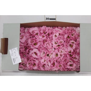 LISIANTHUS FLOR ROSA