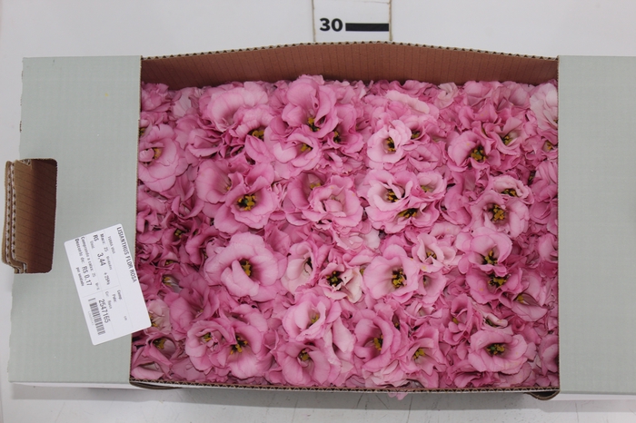 <h4>LISIANTHUS FLOR ROSA</h4>
