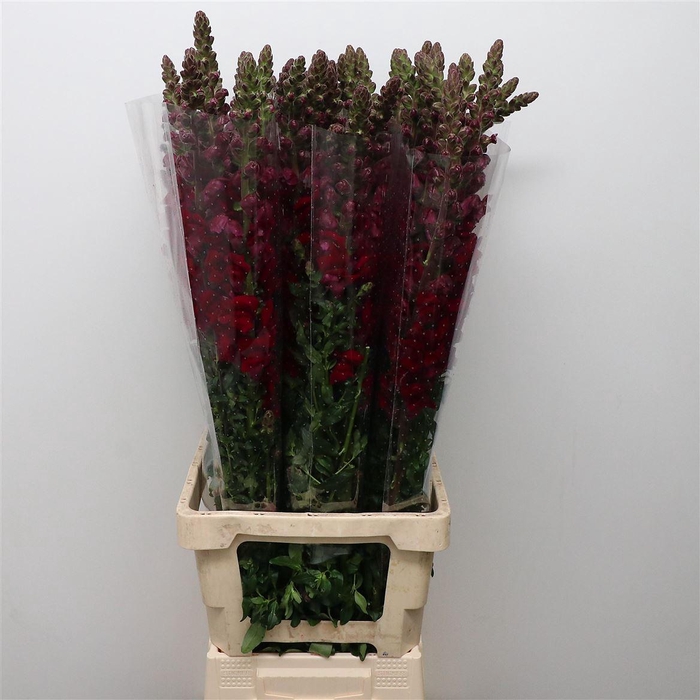 <h4>Antir Op Bordeaux</h4>