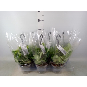 Scindapsus pictus 'Argyraeus'