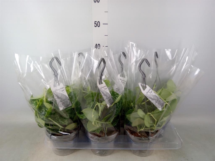 <h4>Scindapsus pictus 'Argyraeus'</h4>