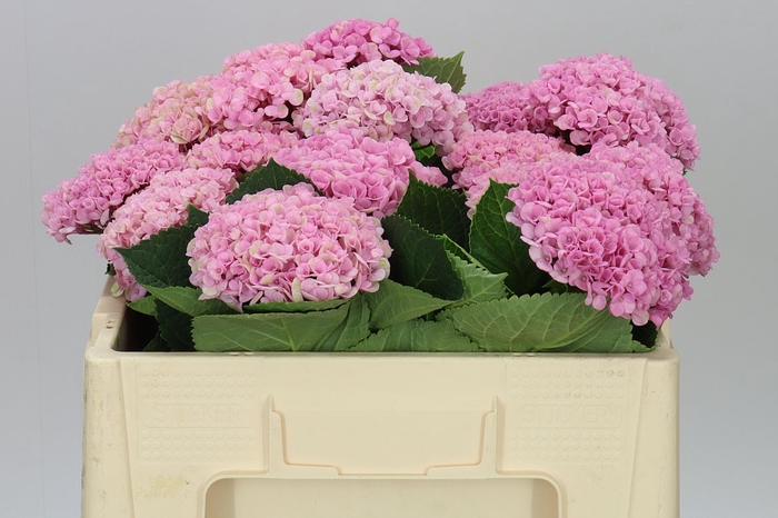 <h4>Hyd Revolution Pink</h4>