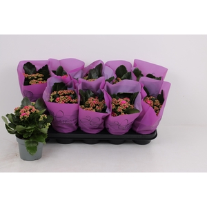 KAL GE PERFECTA PURP