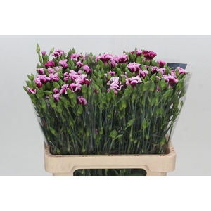 Dianthus Solomio Sem