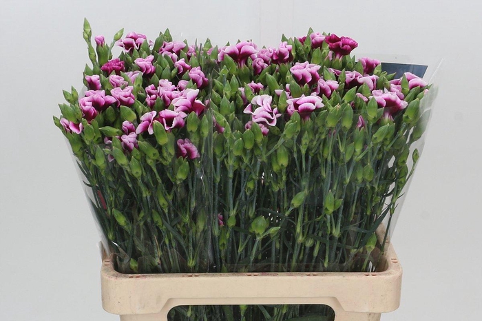 <h4>Dianthus Solomio Sem</h4>