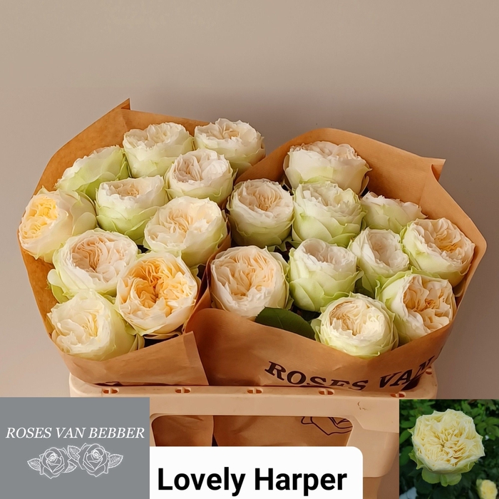 <h4>R GR LOVELY HARPER!</h4>