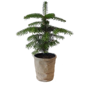 ABIES NORDMANNIANA p15 jute